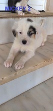MICKEY2, Hund, Mischlingshund in Griechenland