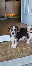 DAISY, Hund, Mischlingshund in Griechenland