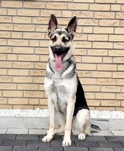 LOTTA, Hund, Osteuropäischer Schäferhund in Krefeld