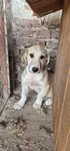 NICO, Hund, Mischlingshund in Bulgarien
