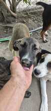 GRETA, Hund, Mischlingshund in Bulgarien