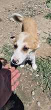 SAMI, Hund, Mischlingshund in Bulgarien