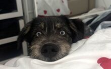 ARTOS, Hund, Herdenschutzhund-Australian Shepherd-Mix in München
