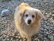 MORMO, Hund, Mischlingshund in Rumänien