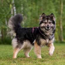 FREYA, Hund, Mischlingshund in Bad Bevensen