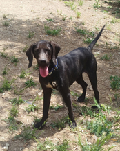 MARGARET, Hund, Mischlingshund in Griechenland