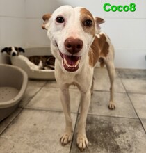 COCO8, Hund, Podenco in Spanien
