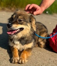 OTTLA, Hund, Mischlingshund in Rumänien