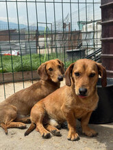 TOM, Hund, Mischlingshund in Rumänien