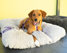 ARA, Hund, Mischlingshund in Hagen