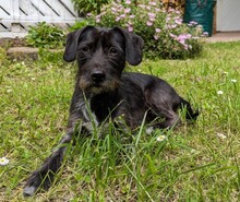LOLLE, Hund, Mischlingshund in Heidelberg