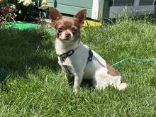 RUBI, Hund, Chihuahua in München