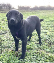 MIRELA, Hund, Labrador Retriever in Husum