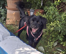 BAMBI, Hund, Mischlingshund in Grevenbroich