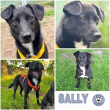 SALLY, Hund, Mischlingshund in Ribnitz-Damgarten