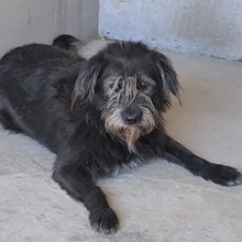 MORZE, Hund, Mischlingshund in Ungarn