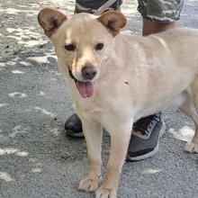 TÖPÖRTYÜ, Hund, Mischlingshund in Ungarn