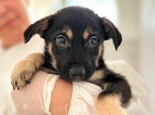 WINNIE, Hund, Mischlingshund in Rumänien