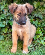 BEAR, Hund, Mischlingshund in Rumänien