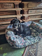 DEBBIE, Hund, Dackel-Mix in Ungarn