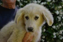 SORINA, Hund, Mischling in Italien