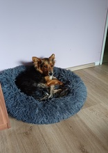 TOFFEE, Hund, Mischlingshund in Rosenheim