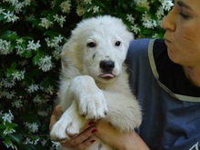 SYLENOR, Hund, Mischling in Italien