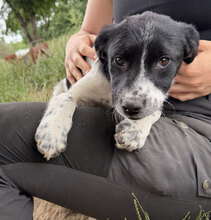 VALERA, Hund, Mischlingshund in Rumänien