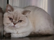 TUMMI, Katze, Britisch Kurzhaar in Hamburg