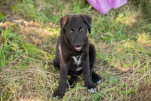 TILLY, Hund, Mischlingshund in Kroatien
