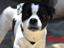 NAPPA, Hund, Französische Bulldogge-Bodeguero Andaluz-Mix in Hockenheim