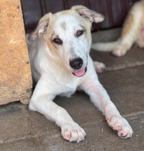 SUGAR, Hund, Mischlingshund in Rumänien