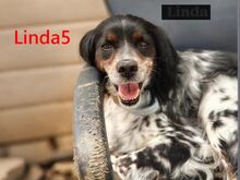 LINDA5, Hund, English Springer Spaniel in Spanien
