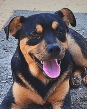 BERNIE, Hund, Mischlingshund in Wedemark