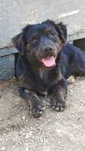 IGGY, Hund, Mischlingshund in Bovenden