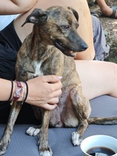 ELENA, Hund, Italienisches Windspiel-Mix in Ganderkesee