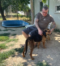 BONNI, Hund, Mischlingshund in Ungarn