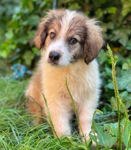 BRANDON, Hund, Mischlingshund in Rumänien