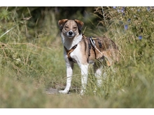 JOOST, Hund, Mischlingshund in Weimar