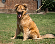 NIKE, Hund, Mischlingshund in Hagen
