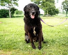 SMILLA, Hund, Mischlingshund in Hagen