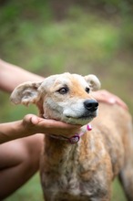 AGNESE, Hund, Pumi-Mix in Ungarn
