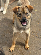 BENTO, Hund, Mischlingshund in Rumänien
