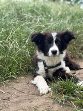 CHOPPER, Hund, Mischlingshund in Hassloch