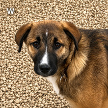 MYRTO, Hund, Mischlingshund in Griechenland