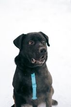 RASH, Hund, Mischlingshund in Russische Föderation