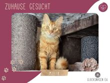 MALIK, Katze, Halblanghaar-Mix in Bulgarien