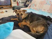 LEILLI, Hund, Mischlingshund in Westerrönfeld