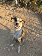 DOBBY, Hund, Mischlingshund in Spanien
