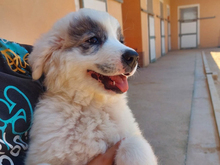 SERENA, Hund, Maremma Abruzzenhund-Mix in Höhenkirchen-Siegertsbrunn